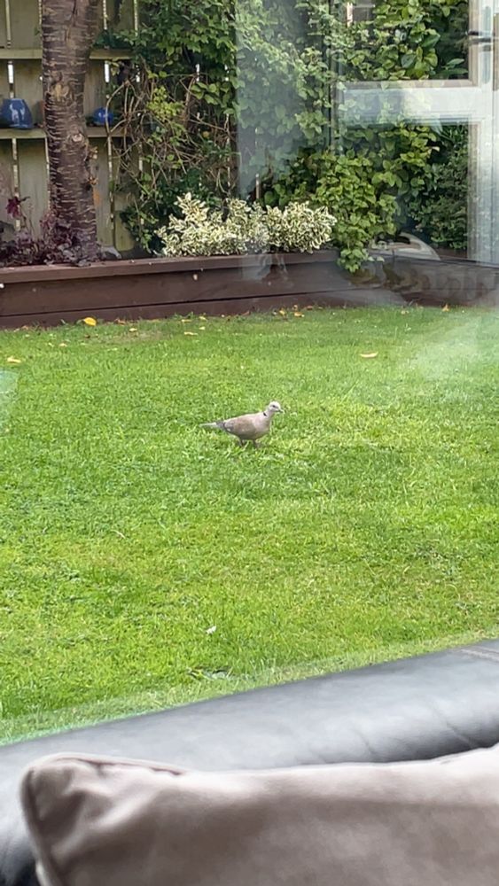Bird in the garden 