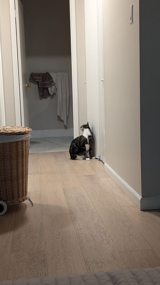 A cat looking as far away as possible from the closet door
