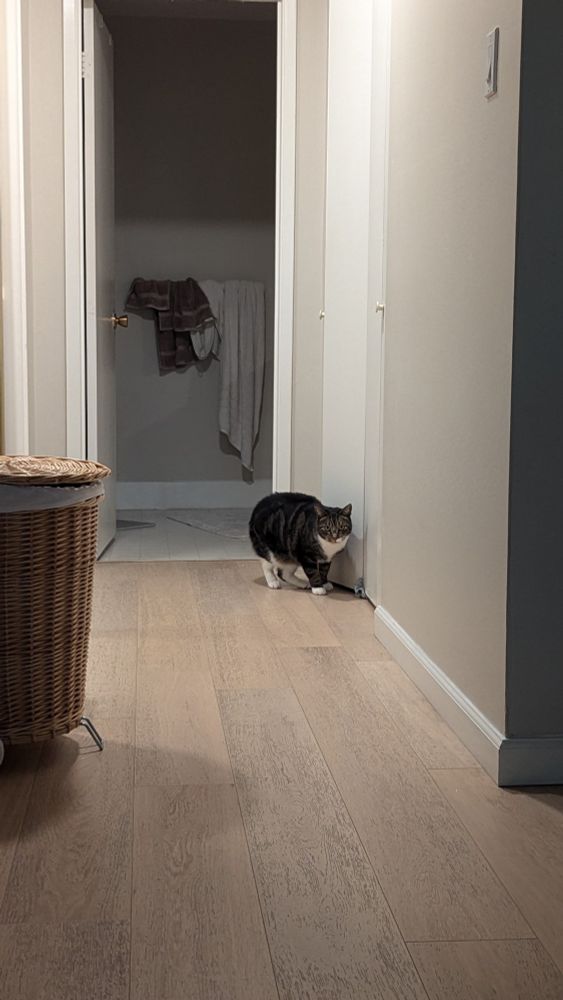 A cat looking directly at camera from the closet door