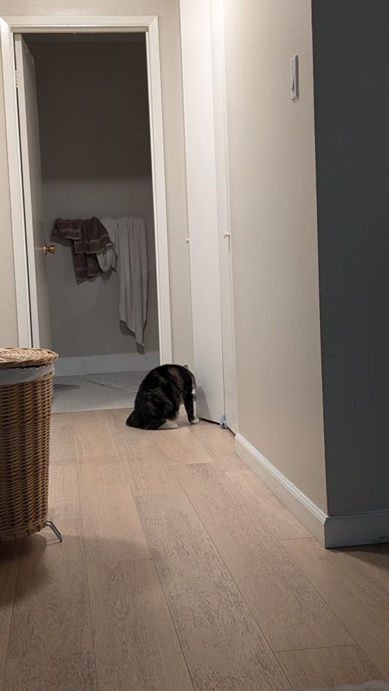 A cat trying to open a closet door with his paw