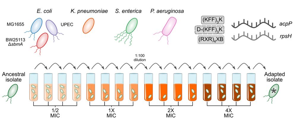 Panel A from figure 1 of the preprint showing the strains and asobiotics used, as well as the in-vitro laboratory evolution assay
