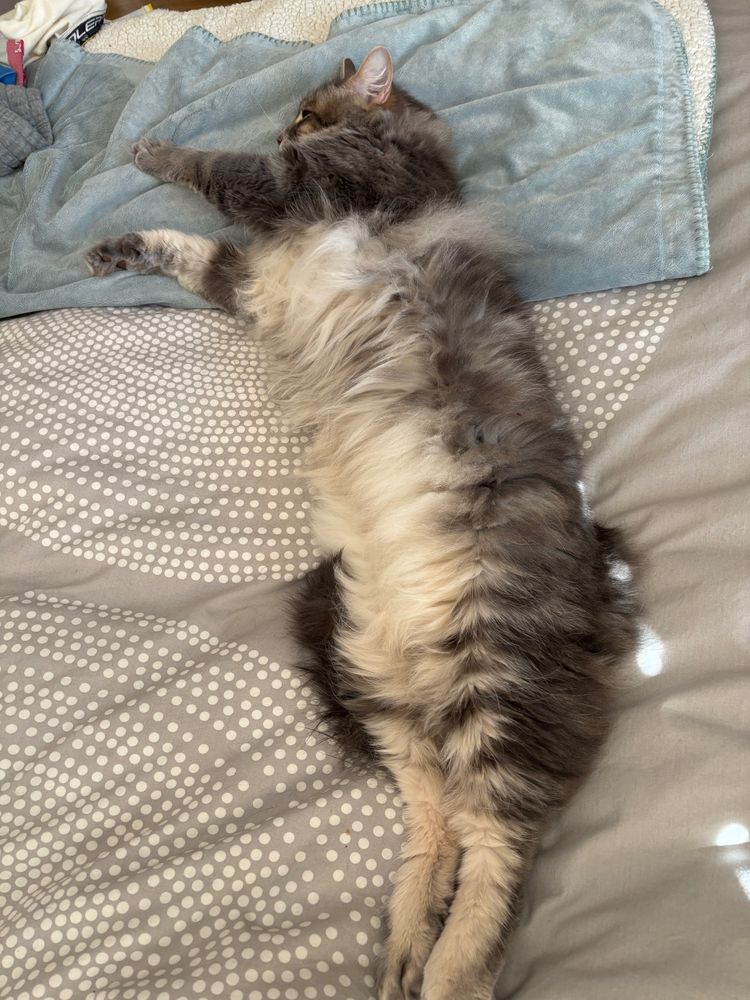 Large gray cat stretched out to maximum length on the human bed.