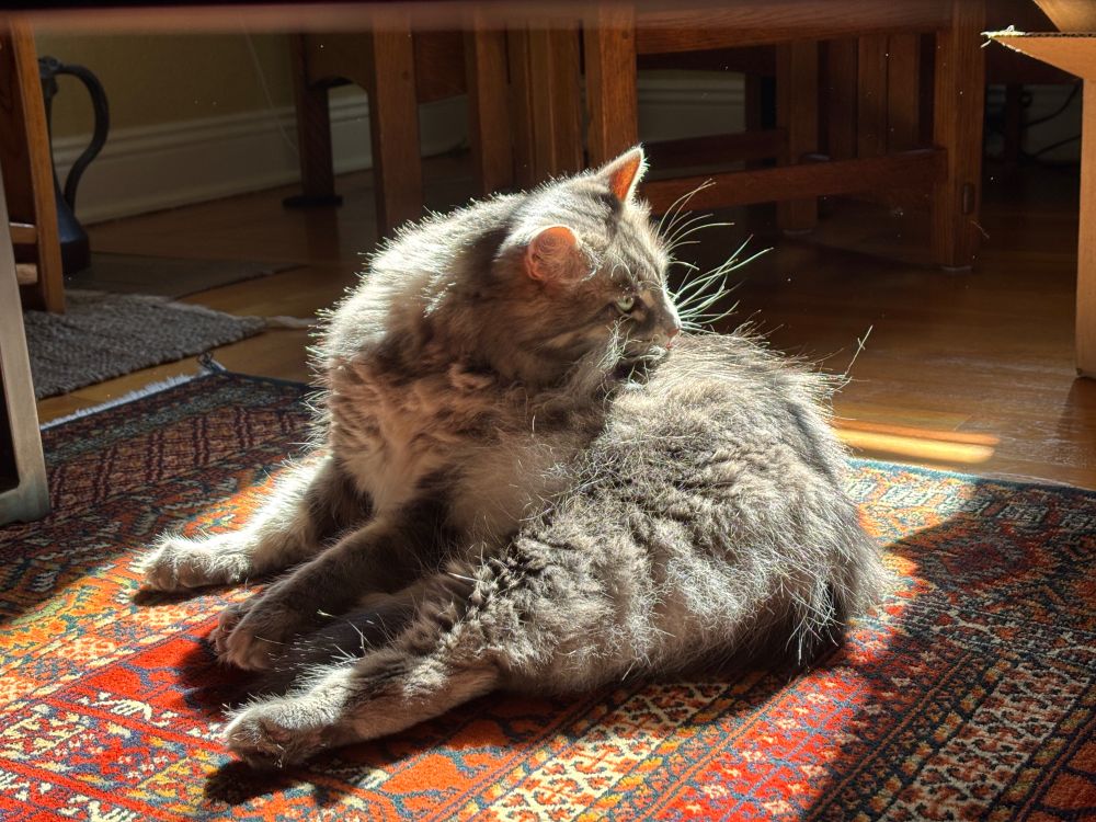 A very fluffy gray cat grooming himself in a sunny spot, the morning sun illuminating his floof.