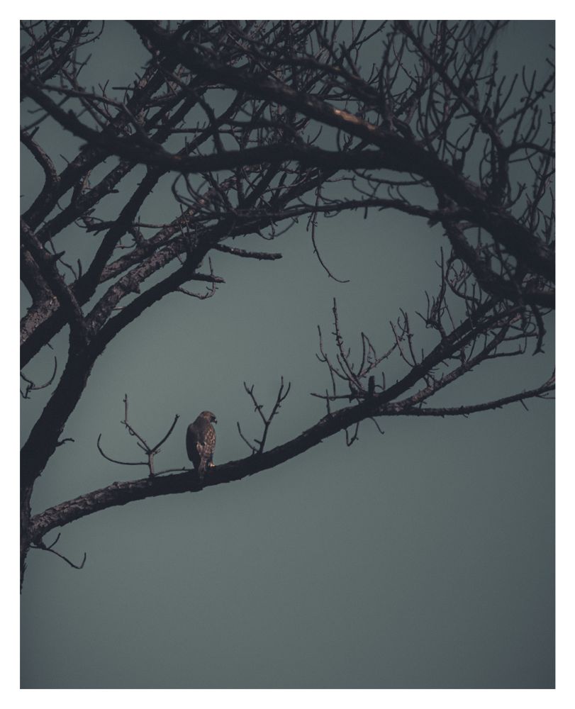 A photo of a hawk perched on a branch with its back towards the camera and look off to the side. 