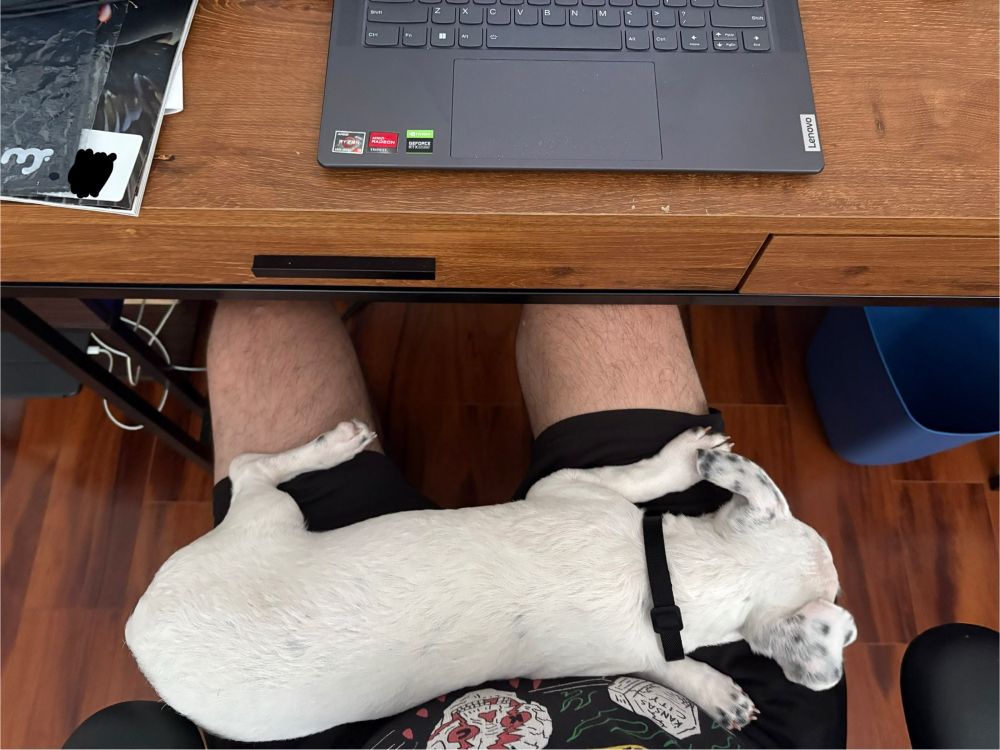 A white puppy laying on my lap while I try to work at my desk. 