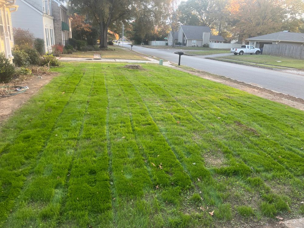 Tall Fescue after the first time mowing it