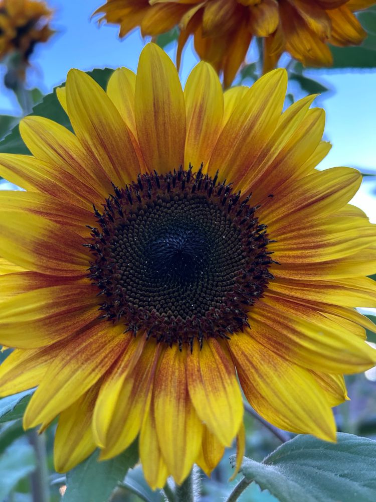 A sunflower face in browns, oranges, yellows and greens.