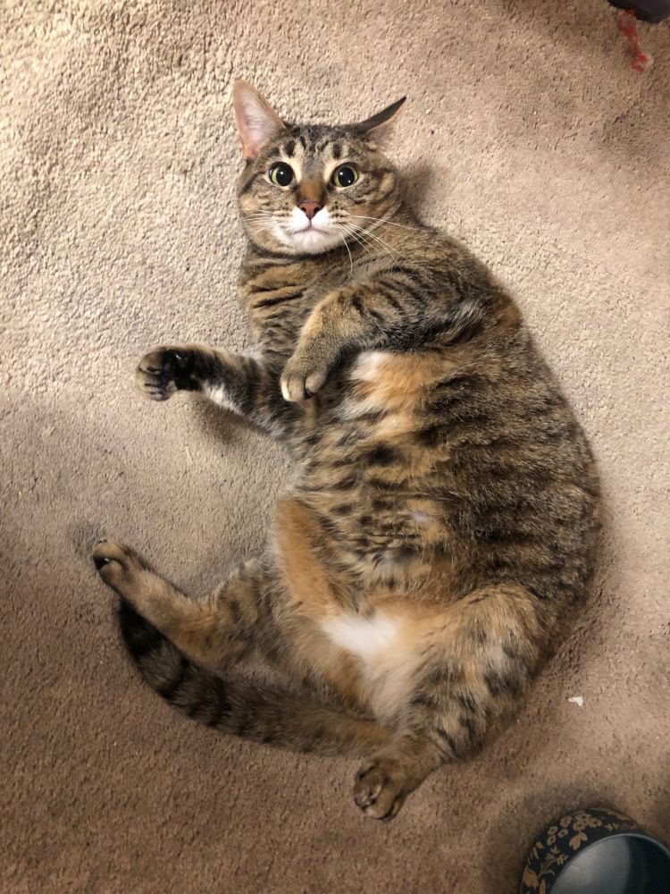 My torbie cat Toffee lying on her back on the carpet with her cute lil tummy exposed  