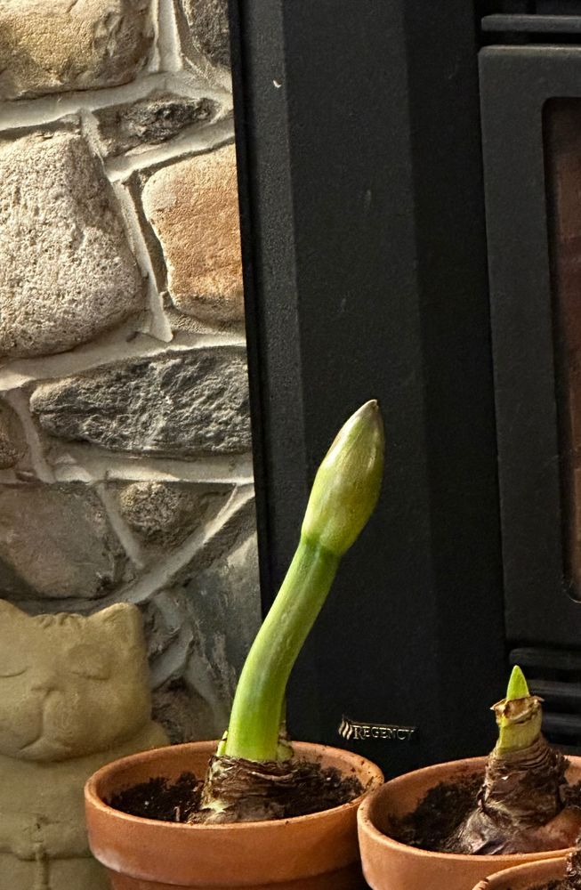 Amaryllis bud and stalk in a clay pot. The stalk is bent.