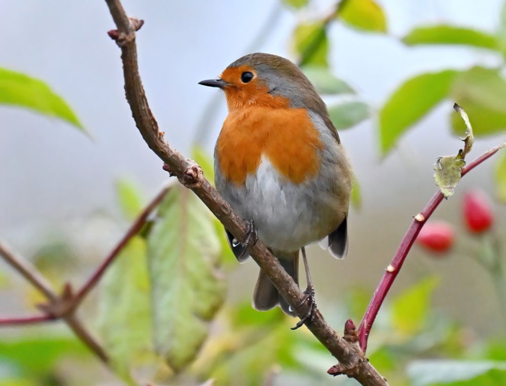 A Robin on a twig looking to its right surrounded by green leaves and a dash of red from a couple of rosehips