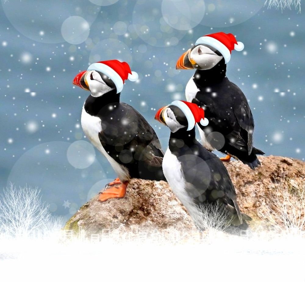 3 puffins in Christmas hats with falling snow around them. I took the original photo and added the hats and snow with filters to make a Christmas image