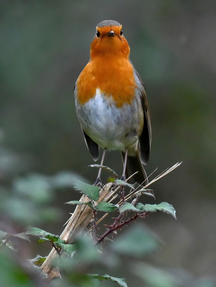 A serious looking Robin stood on the top of a bush looking at the camera 