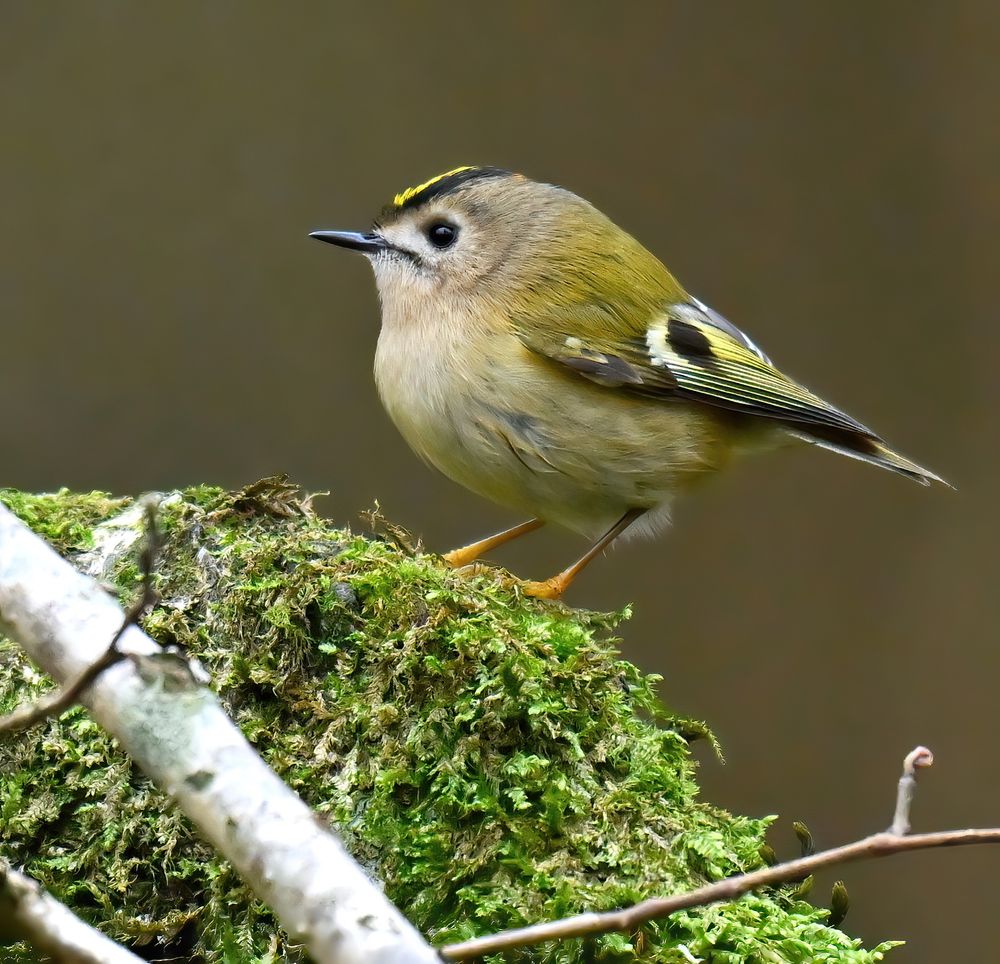 A tiny Goldcrest perched on a moss-covered branch
