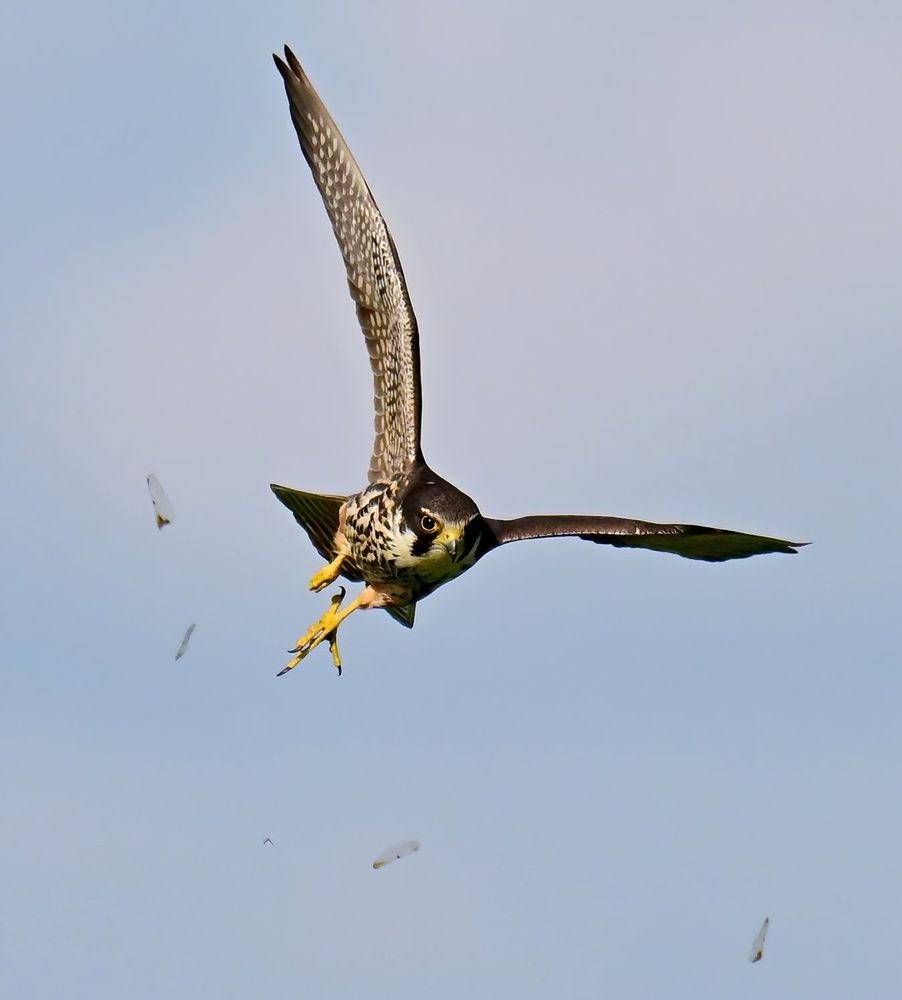 A hobby flying towards the camera with its feet down and wings raised with a dragonflies wings falling around it