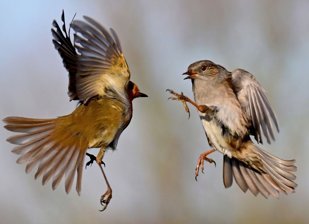 A Robin and a Dunnock in dispute face to face in mid-air
