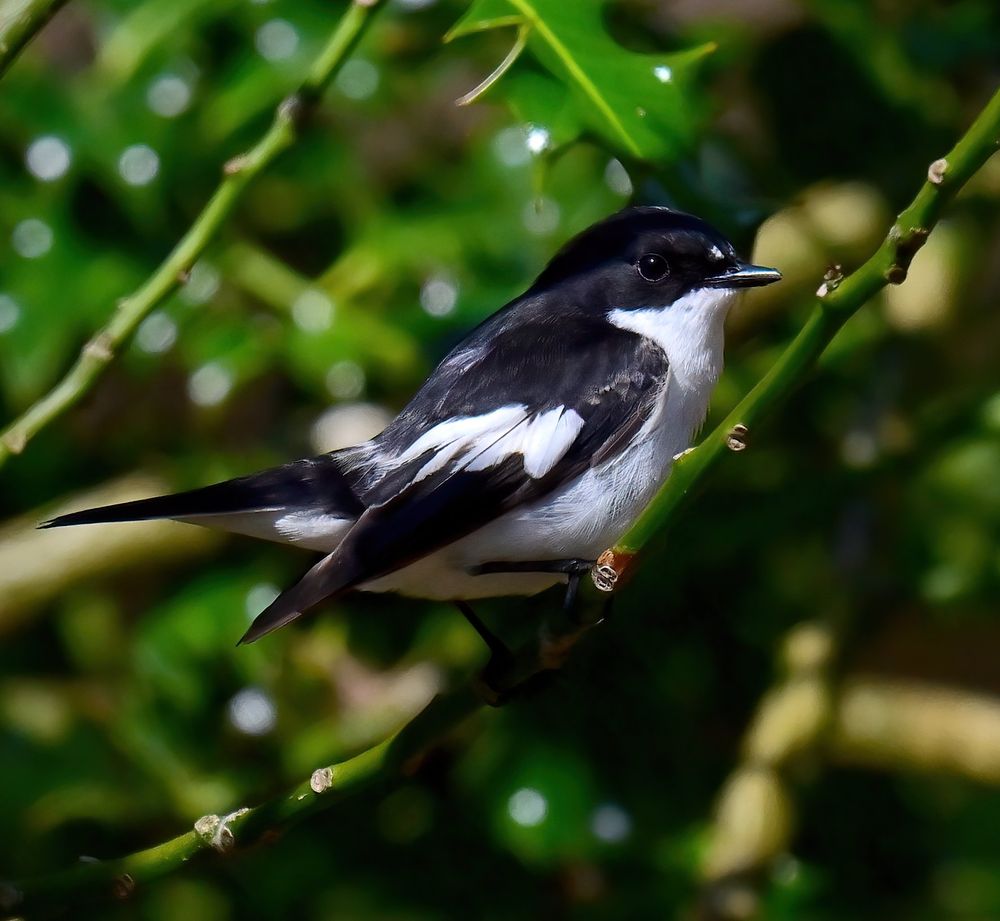 Male Pied Flycatcher in a holly bush