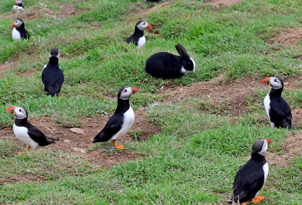 Puffins standing around on grass with a mysterious intruder