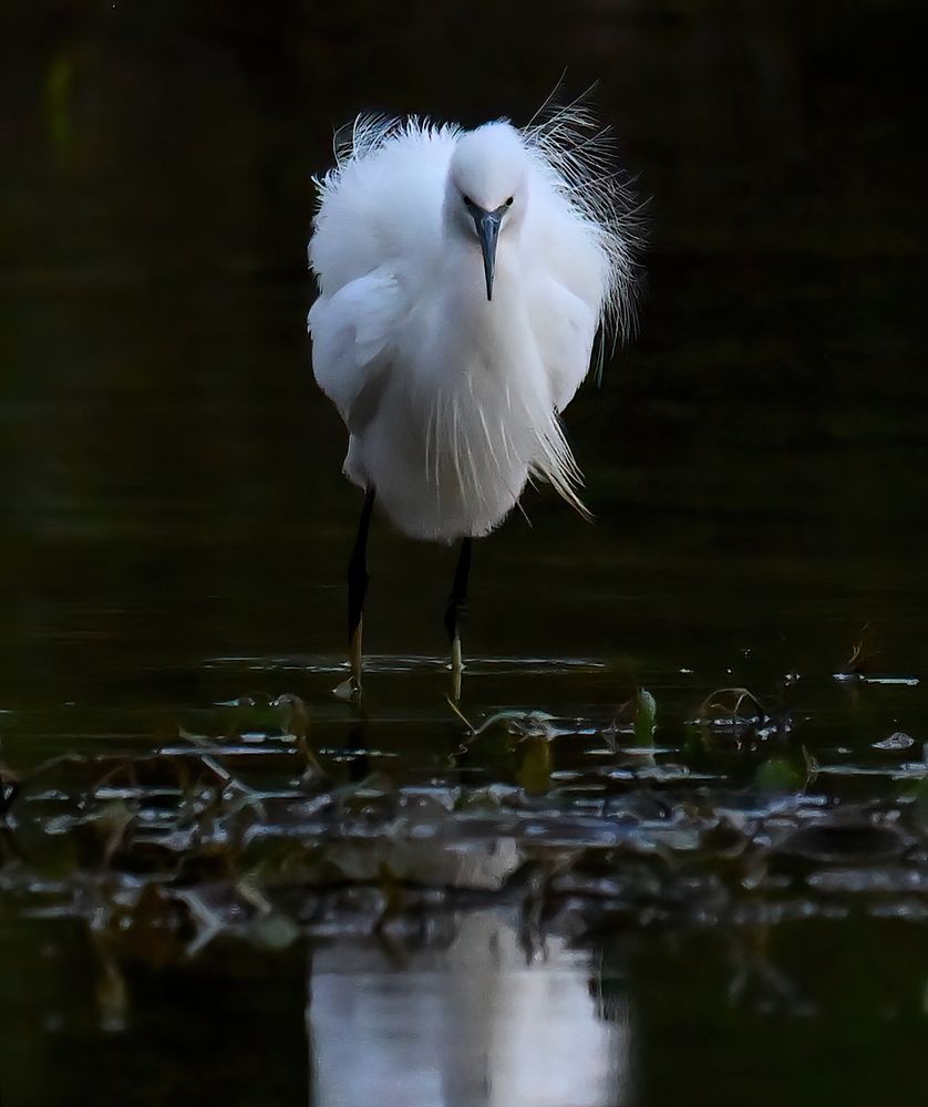 Little Egret facing the camera with some feathers out of place after a shake 