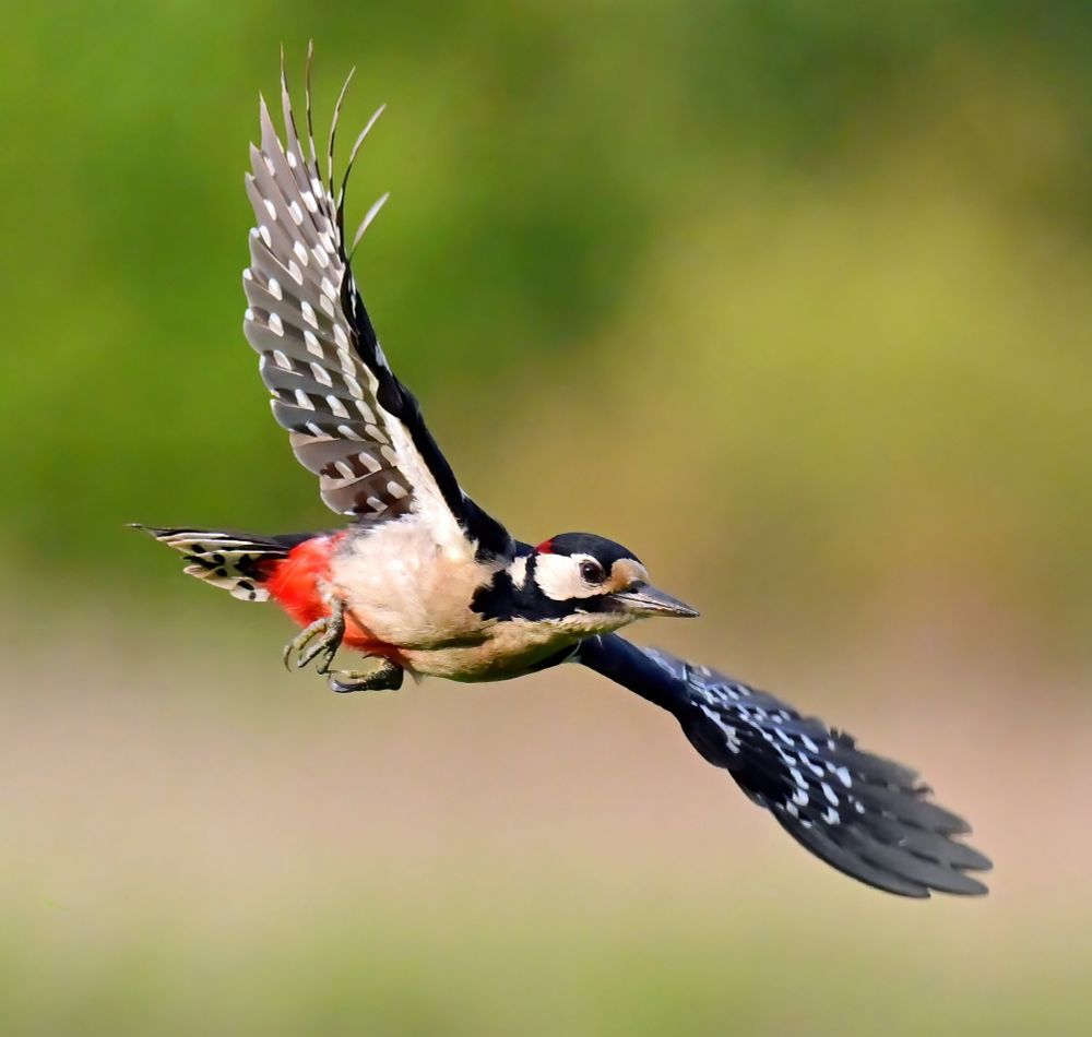 Great Spotted Woodpecker flying past with wings outstretched and red lower underbelly showing 