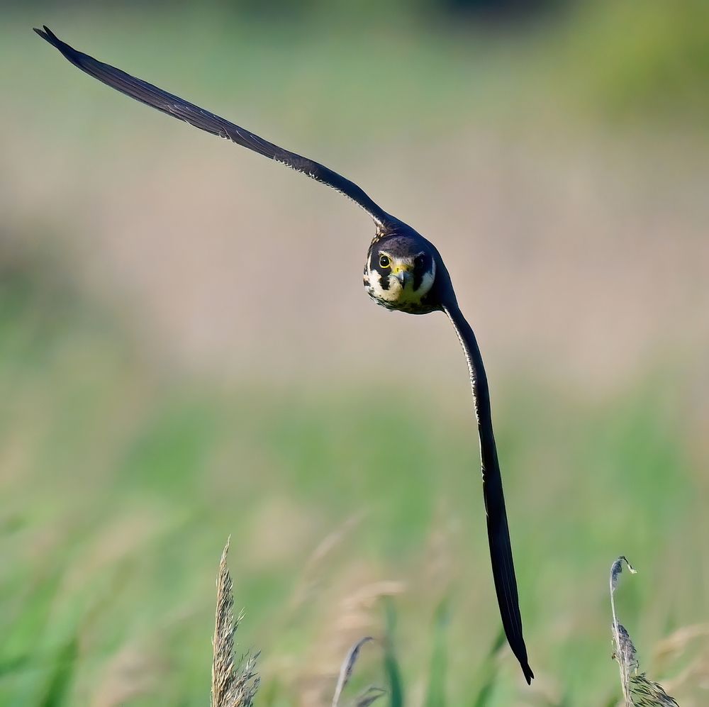 A hobby flying straight towards the camera low over a reedbed