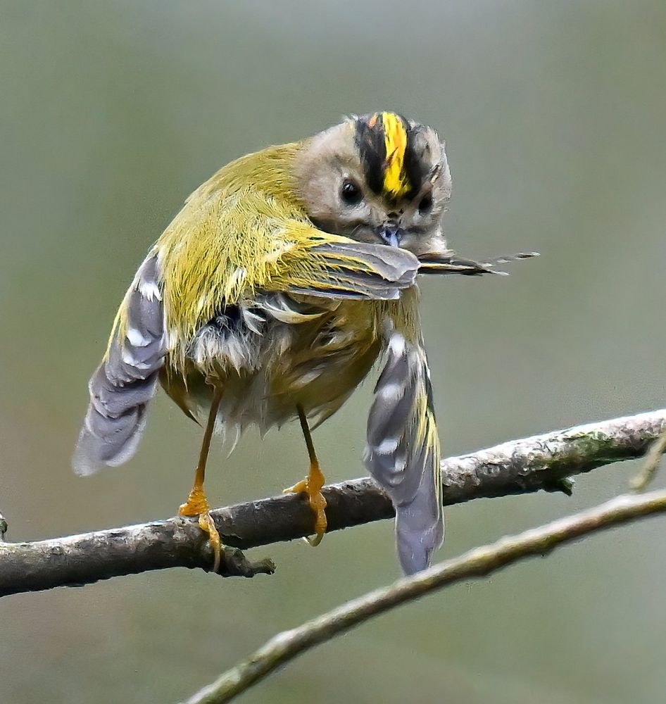 Goldcrest looking over its shoulder preening its tail showing the golden yellow stripe down its head that gives it its name