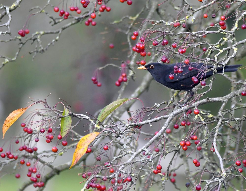 Male Blackbird in a mostly bare tree surrounded by red berries 