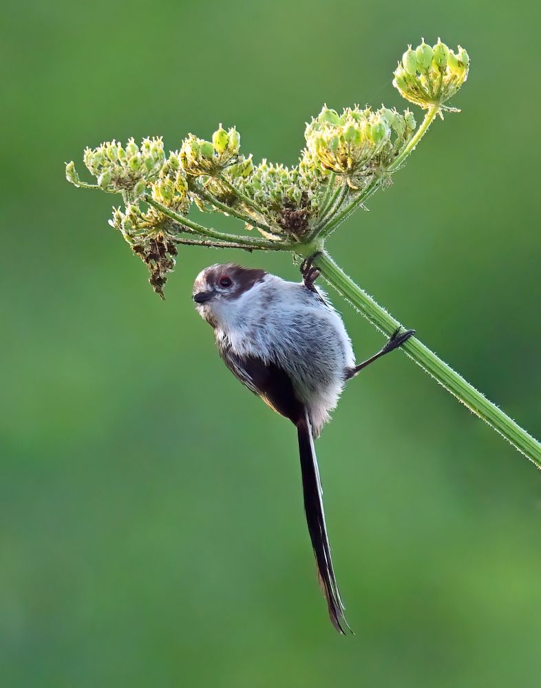 Juvenile Long Tailed Tit clinging to the stem of cow parsley 