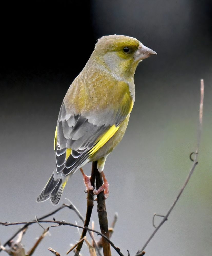 Male Greenfinch perched on a twig seen from behind 