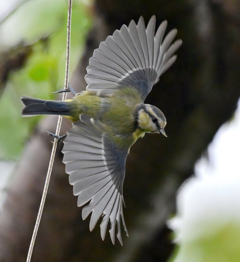 Blue Tit with wings spread at the moment of take off from a dangling washing line 