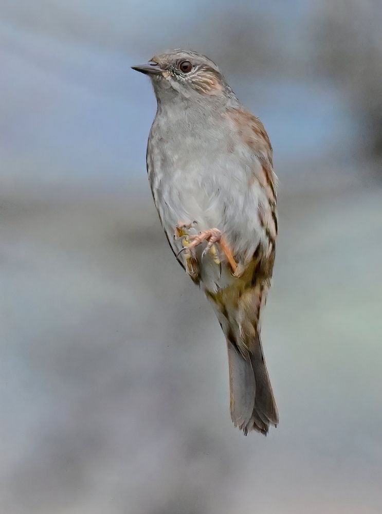 A Dunnock in midair in vertical pose with wings tucked in and hidden 