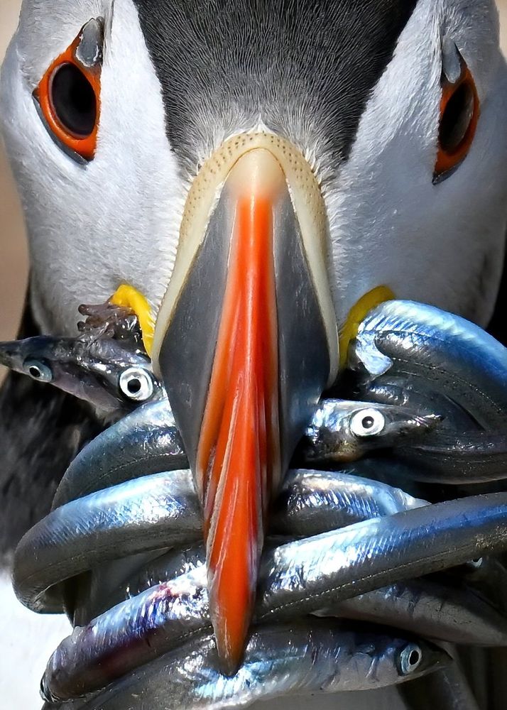 Close up portrait of a Puffin facing the camera holding multiple fish in its brightly coloured beak