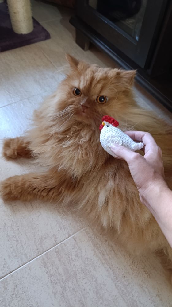 My cat Caramelito with a confused face, assimilating the crochet hen's smell.