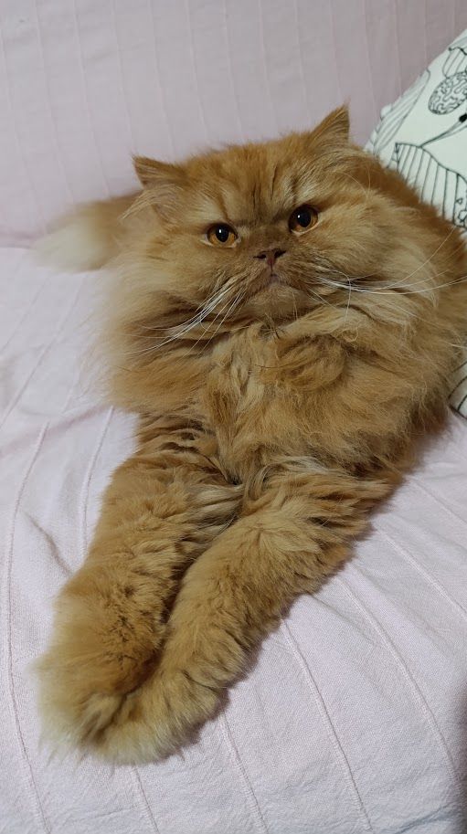 My orange Persian cat Caramelito, 3 years old.