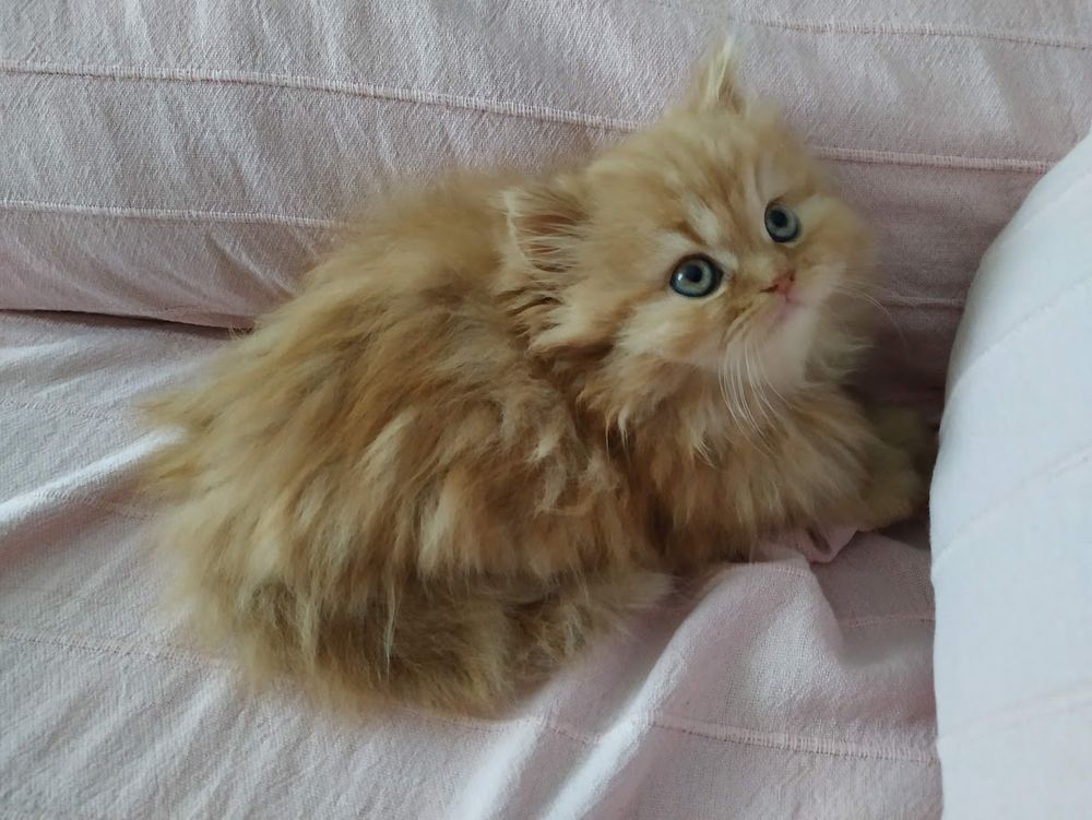 My orange Persian cat Caramelito, 3 months old.