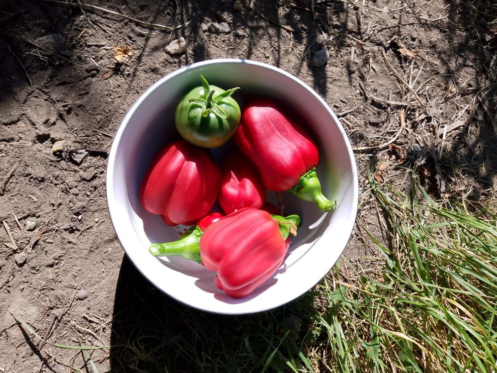 kommetje met kleine paprika's en een onrijp tomaatje van een al even oppe tomatenplant van vorig jaar