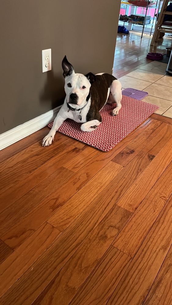 A white and brindle dog sitting on a mat with one ear up nicely asking for food.