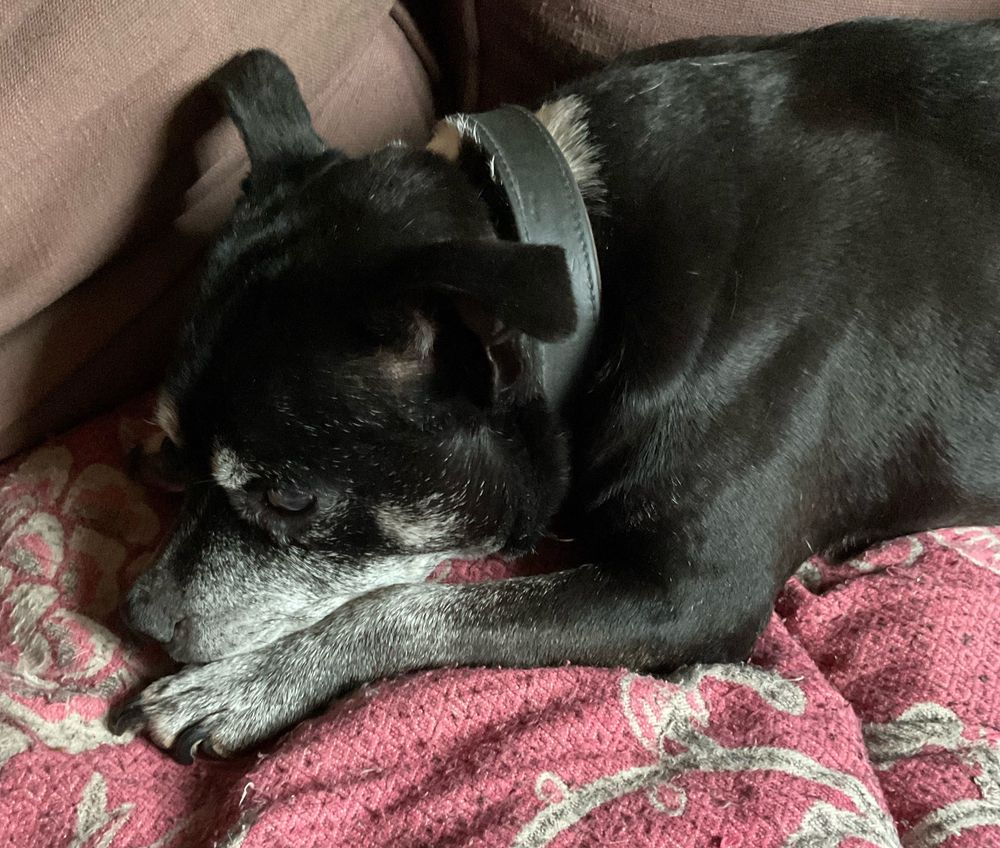 My dog Daisy, a Staffordshire Bull Terrier, having a rest on the sofa.