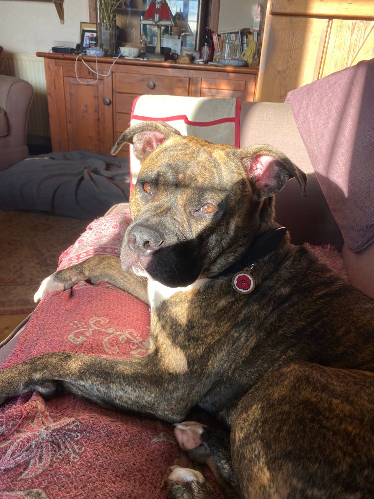 A dog looking at you, lying on a sofa 