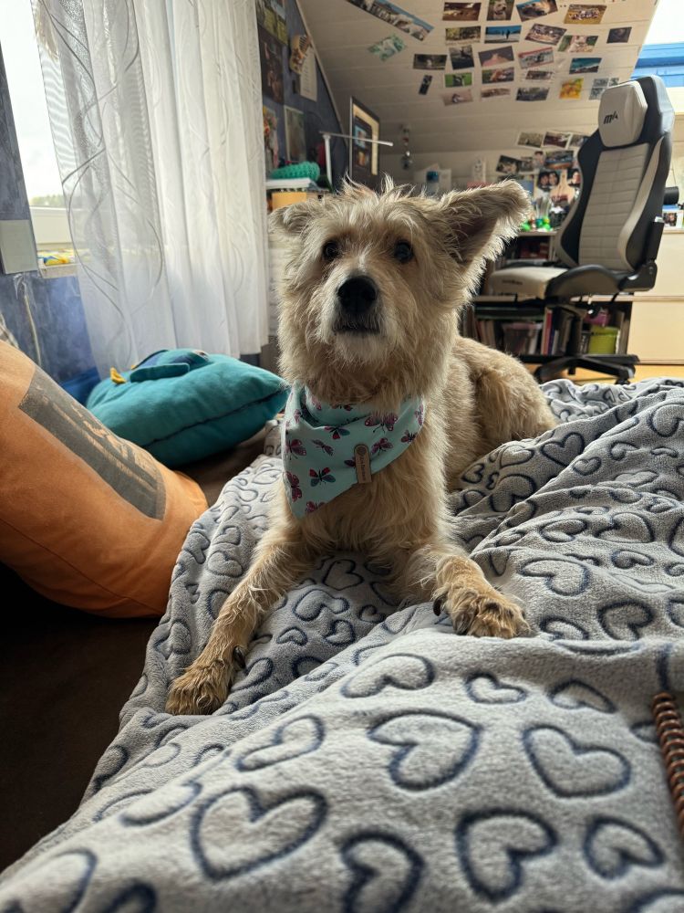 Niedliche blonde Wuschelhündin liegt auf einer grauen Kuscheldecke unter der ein Mensch liegt. Eine Pfote ist besitzergreifend auf das Bein gelegt.