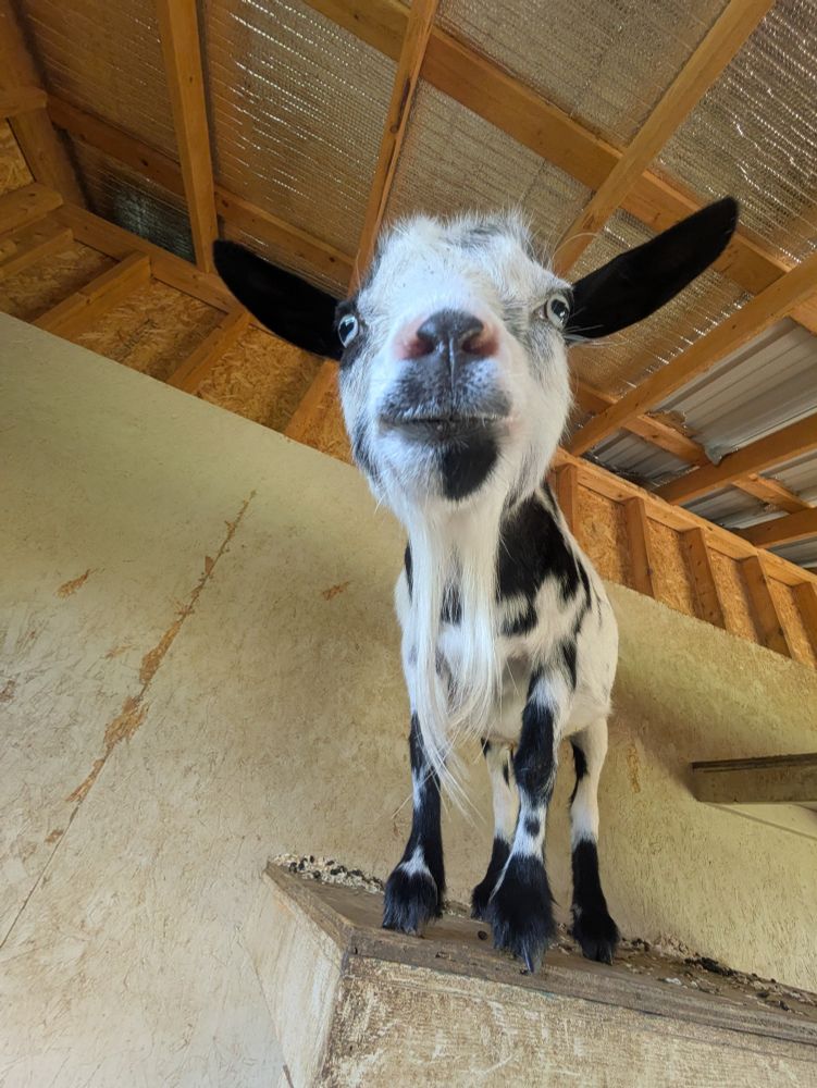 Larry (the love of my life), a black and white goat looking at YOU