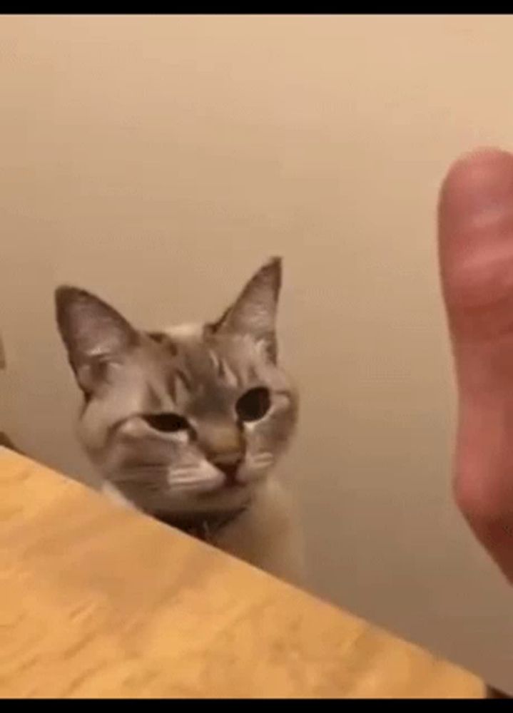 a cat is sitting on a table looking at a person 's hand .