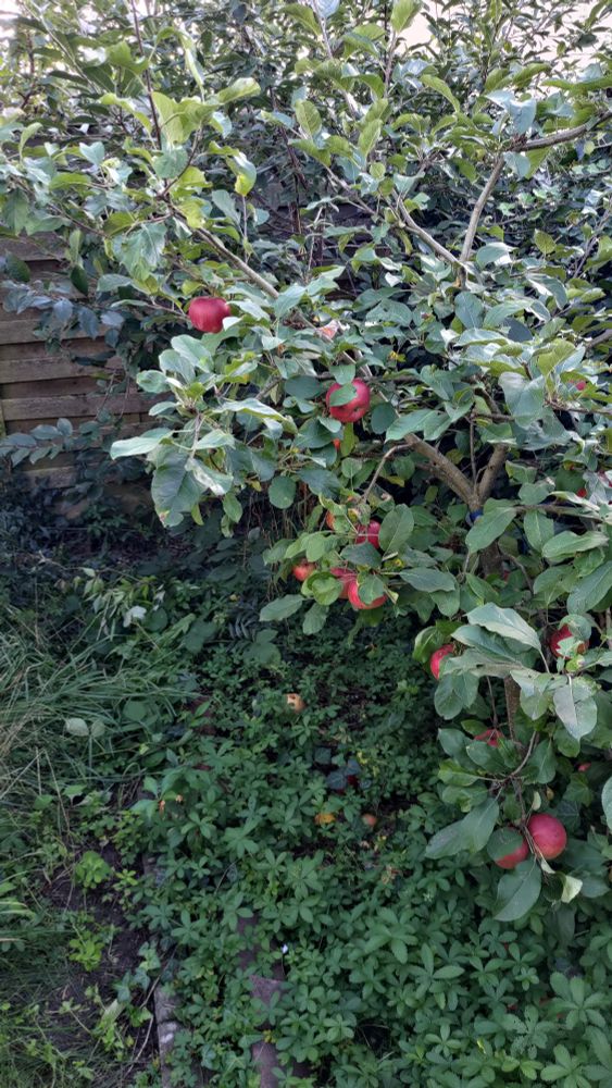Handy-Foto im Hochformat: Man sieht einen weiteren kleinen Apfelbaum, er steht ebenfalls im Schatten vor einem hölzernen Sichtschutz-Zaun. Die roten Äpfel sind etwas mehr als bei den anderen Bäumen von grünen Blättern versteckt. 