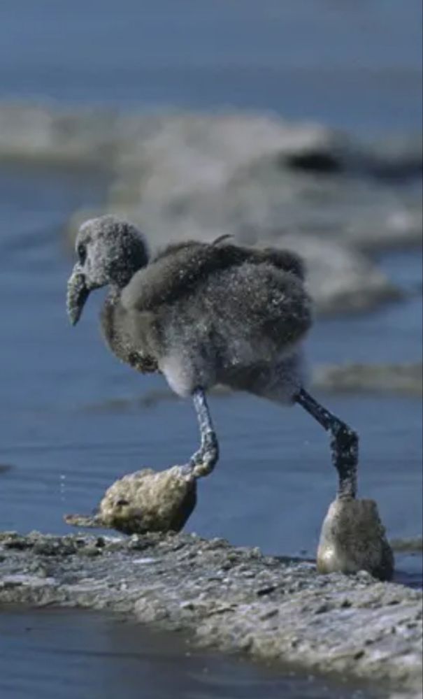 Flamingo chick with salt residue weighing them down