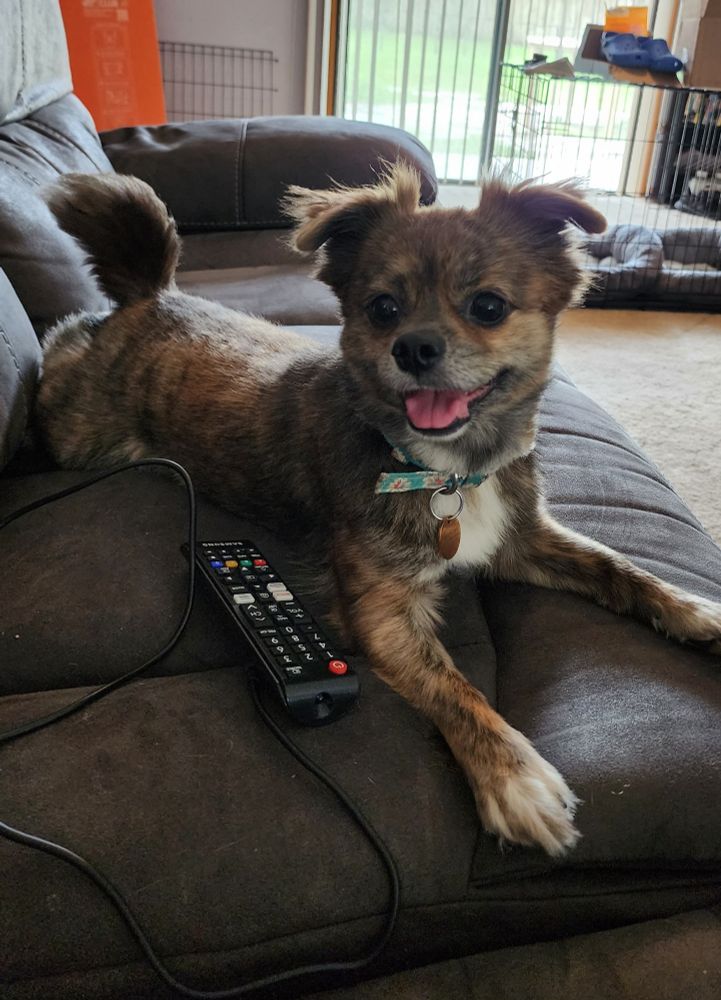 Cookie, a long haired brown, white, and black Chihuahua though she recently had a short haircut. Her legs are splayed out and she's playfully panting