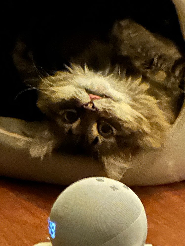 a long haired tabby cat, a sweet baby, upside down and hanging slightly out of her cat bed cubby hole, with her tongue sticking out. her teeth are showing. it’s ridiculous. wow.