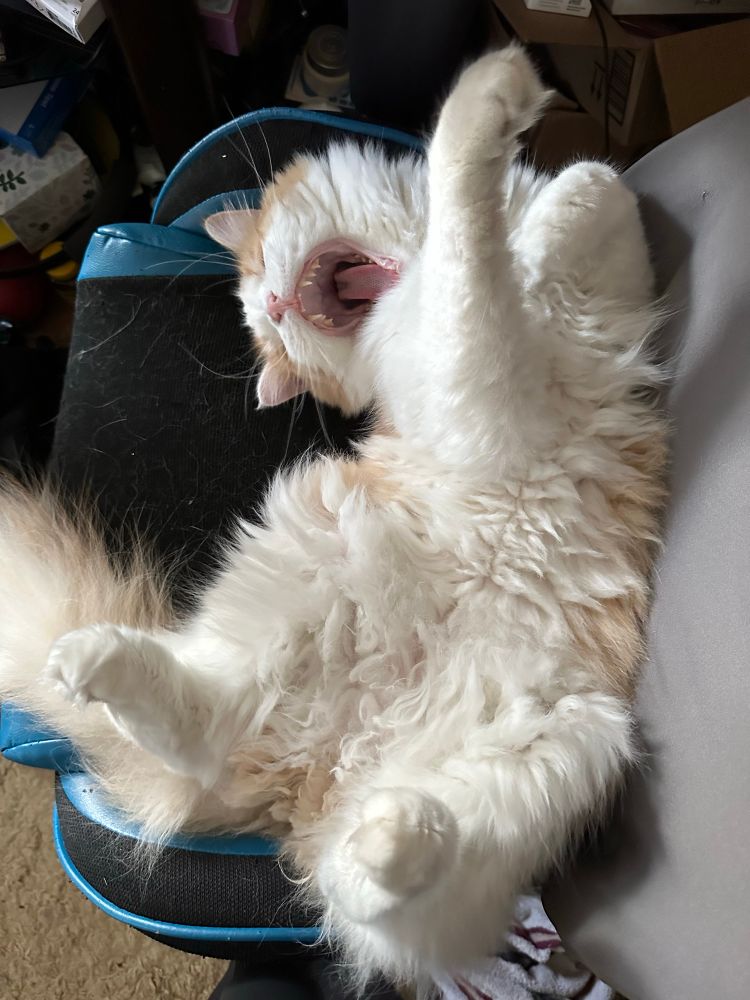 sam: big, fluffy ragamuffin cat on his back, yawning