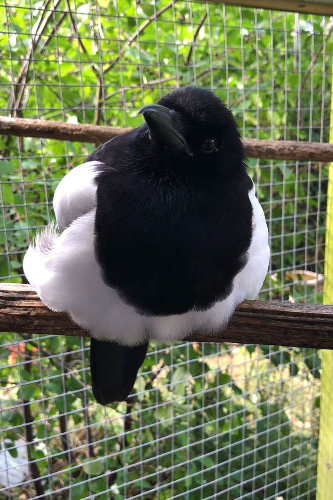 Sophie sitting like a splat of mashed potatoes on a perch