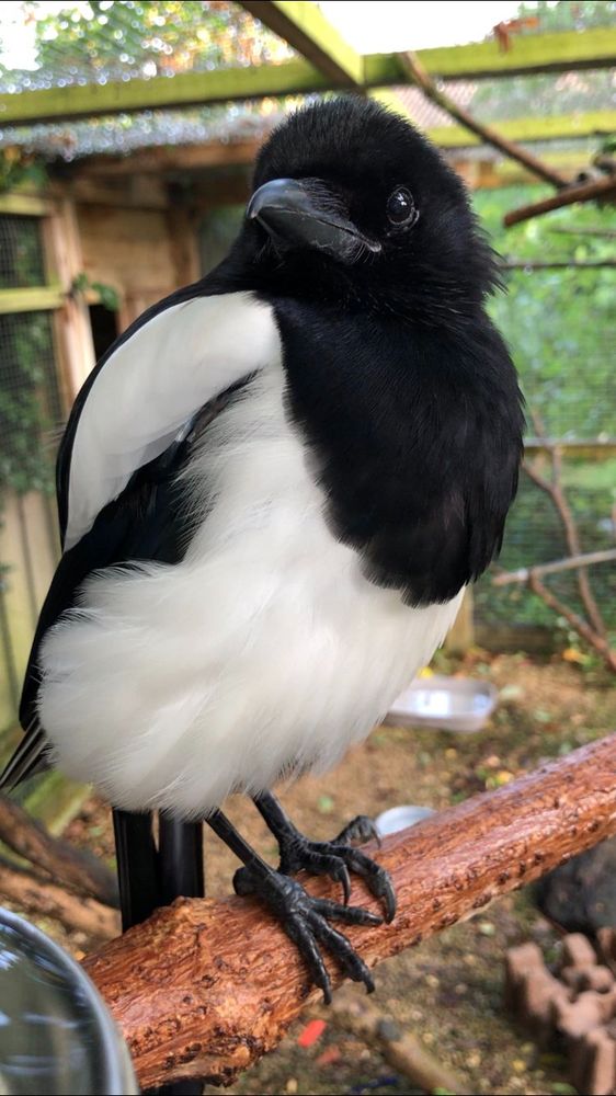 Early morning Sophie.  She's standing on a perch, looking a bit untidy and unbothered