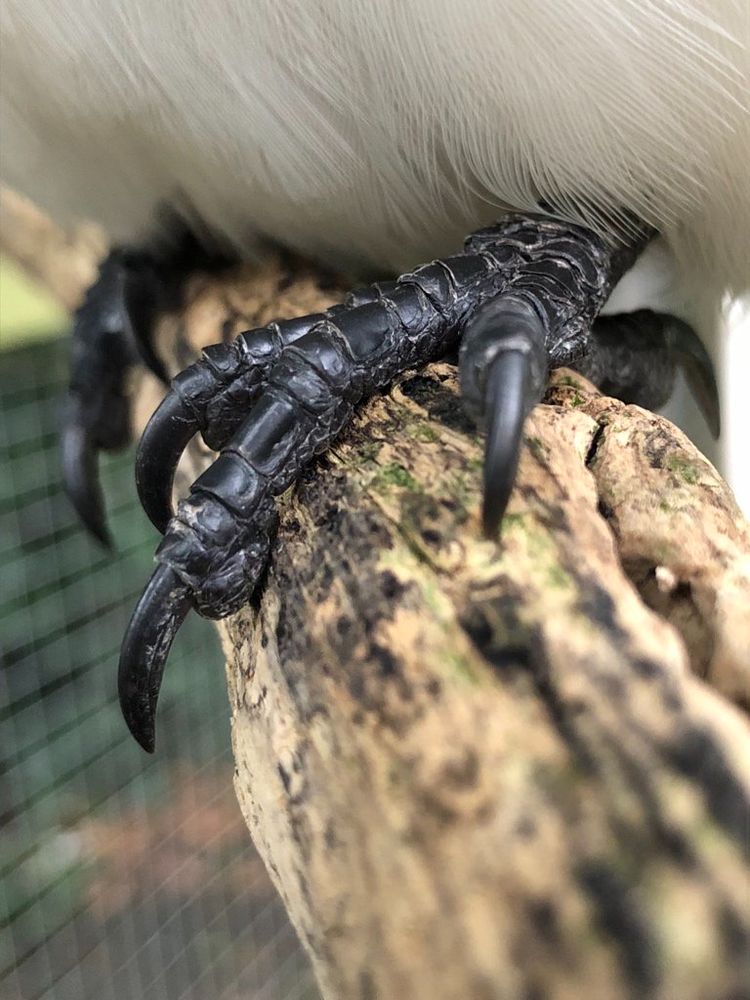 A closeup photo of Sophie's feet and claws