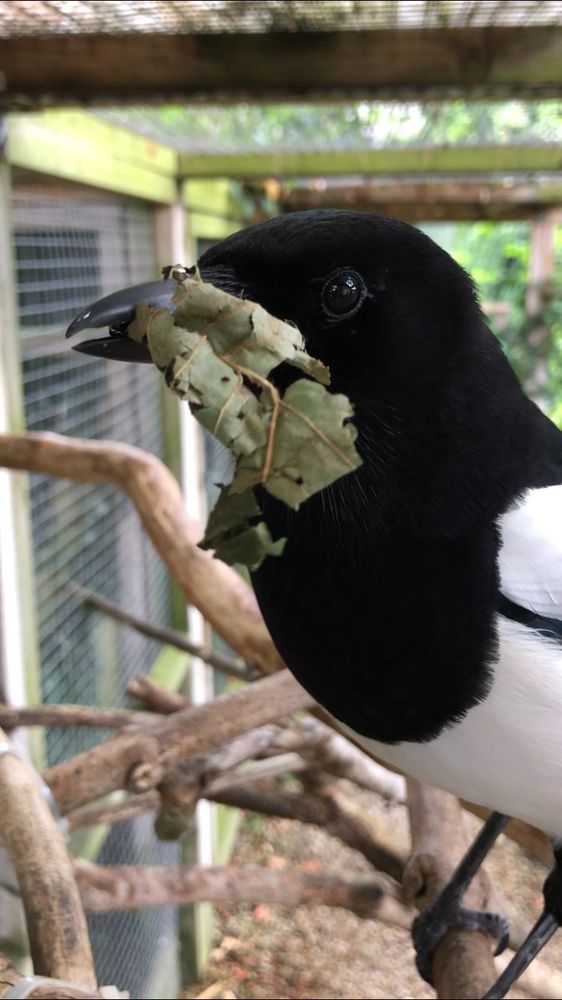Sophie with a dry leaf in her beak, she is looking into the lens 